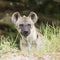 Spotted Hyena watching