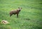 Spotted hyena watching for danger in Serengeti National Park of Africa