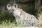 Spotted Hyena watching something
