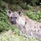 Spotted Hyena watching something