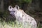 Spotted Hyena watching something