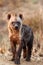 The spotted hyena, young baby