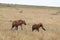 Spotted hyenas feeding on a carcass in the african savannah.