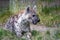 Spotted Hyenas in nature,close up. Carnivore, creature.Close up