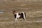 Spotted icelandic horse mare walking on a field