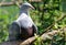 The spotted imperial pigeon Ducula carola is a species of bird in the family Columbidae.