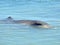 Spotted Indo-Pacific Bottlenose Dolphin Looking