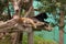 Spotted Jaguar and Black Panther lounging in tree in Parque de las Leyendas Zoo in Lima Peru S America