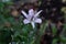 Spotted Japanese toad lily Tricyrtis hirta single blossom