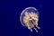 Spotted jelly or Papuan jellyfish in water