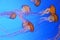 Spotted jellyfishes. Underwater scene, closeup view