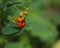 Spotted Jewelweed