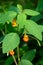 Spotted Jewelweed blooming on a sunny day, plant on Washington State noxious weed list