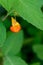 Spotted Jewelweed blooming on a sunny day, plant on Washington State noxious weed list