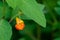 Spotted Jewelweed blooming on a sunny day, plant on Washington State noxious weed list
