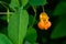 Spotted Jewelweed blooming on a sunny day, plant on Washington State noxious weed list