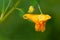 Spotted Jewelweed - Impatiens capensis