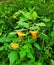 Spotted Jewelweed in Schmidt Woods