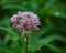 Spotted Joe-Pye-weed