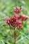 Spotted Joe Pye Weed   50659