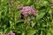 Spotted Joe-Pye-Weed  839753