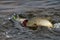 Spotted Jumping Pike On The Hook In The Water. Cold Water With Bubbles And Yellow Side Of The River Pike, Actively Resisting The F