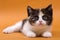 Spotted kitten british cat on an orange