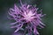 Spotted Knapweed 22648