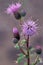 Spotted Knapweed  46461