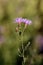 Spotted Knapweed 601400