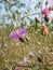 Spotted knapweed flowers blooming in a rural Wisconsin field. Centaurea stoebe plants are invasive weeds.