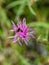 Spotted Knapweed and Insects