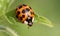 Spotted ladybug