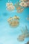Spotted lagoon jelly, golden medusa, Mastigias papua