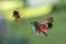 Spotted Lantern Fly Trapped in Orb Weaver Spider Web