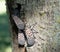 Spotted Lanternflies on Tree in Berks County, Pa
