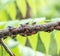 Spotted Lanternfly