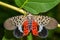 Spotted Lanternfly - Lycorma delicatula