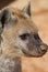 Spotted (laughing) Hyena - Crocuta crocuta