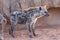 Spotted (laughing) Hyena - Crocuta crocuta