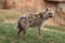 Spotted (laughing) Hyena - Crocuta crocuta