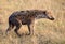 Spotted laughing hyena in masai mara game park