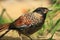 Spotted laughingthrush