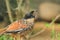 Spotted laughingthrush