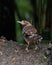 Spotted Laughingthrush foraging for food on the ground