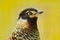 Spotted Laughingthrush, Garrulax ocellatus, Detail portrait of bird. Bird in the nature, close-up portrait. Rare Laughingthrushwit