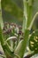 Spotted laurel Aucuba japonica Variegata, flowers