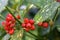 Spotted laurel Aucuba japonica Variegata, red berries