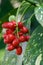 Spotted laurel Aucuba japonica Variegata, with red berries