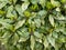 Spotted laurel or gold dust plant bush hedge